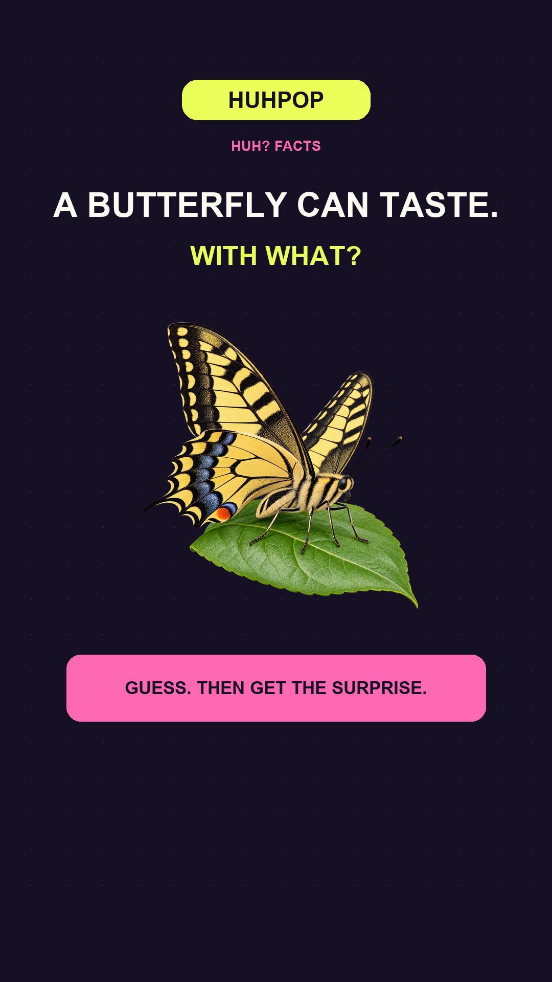 HuhPop Short 36 cover: How a butterfly tastes